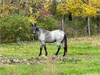 AQHA Gray Roan Filly - Cola